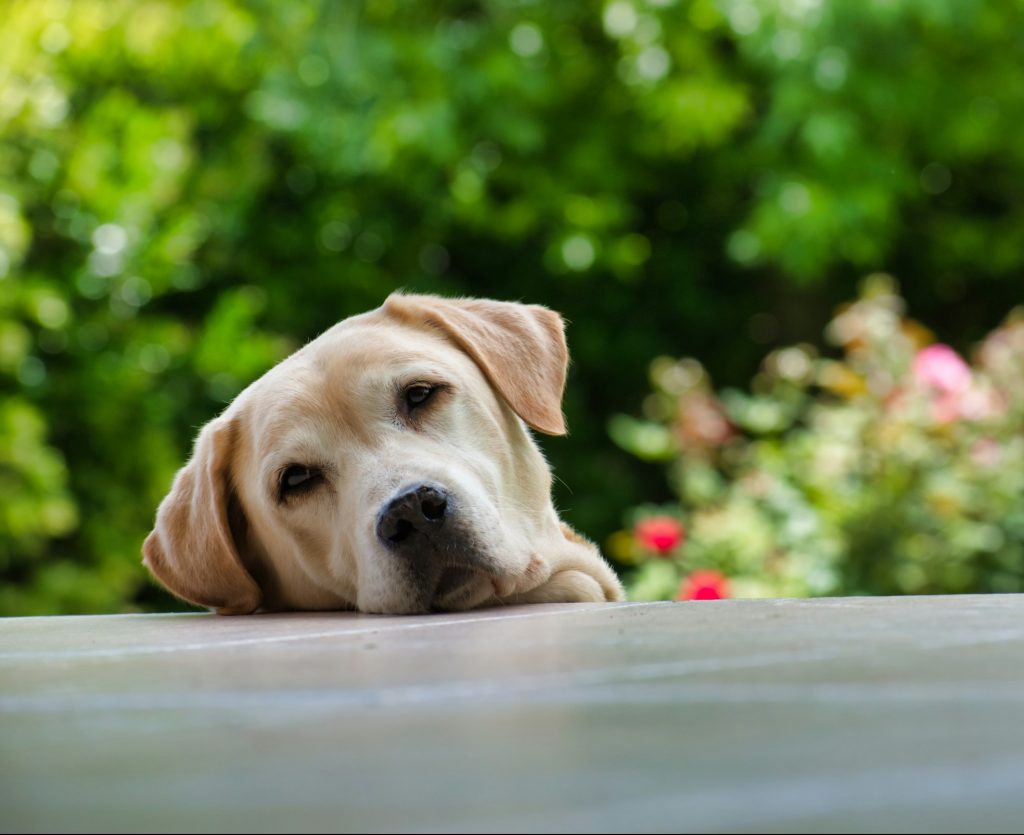 Kry katte en honde ook Alzheimersiekte?