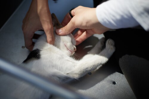 ’n Kat by die veearts. Foto: Pexels